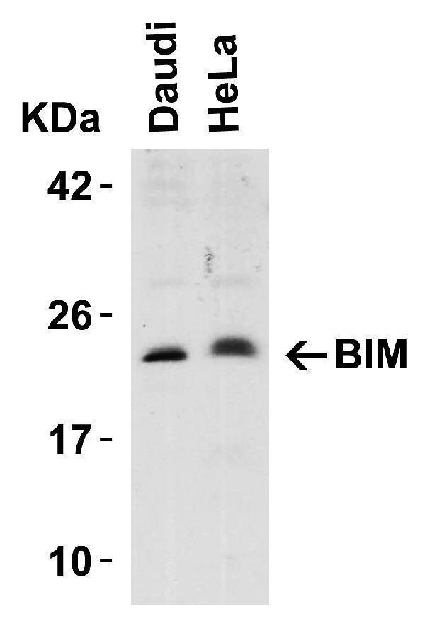 Western Blot Validation in Human Cell Lines
Loading: 15 μg of lysates per lane