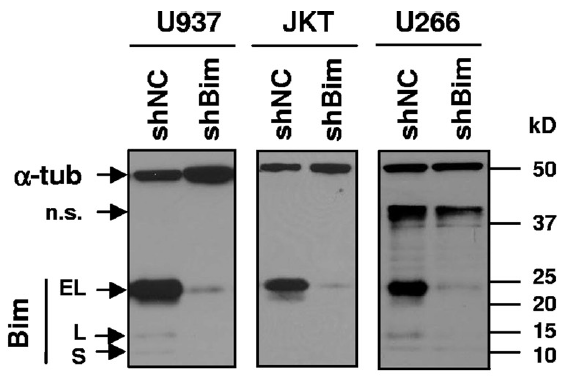 a01552 bcl2l11 primary antibodies wb testing 10