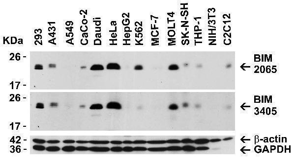 Independent Antibody Validation (IAV) via Protein Expression Profile in Cell Lines
Loading: 15 μg of lysates per lane