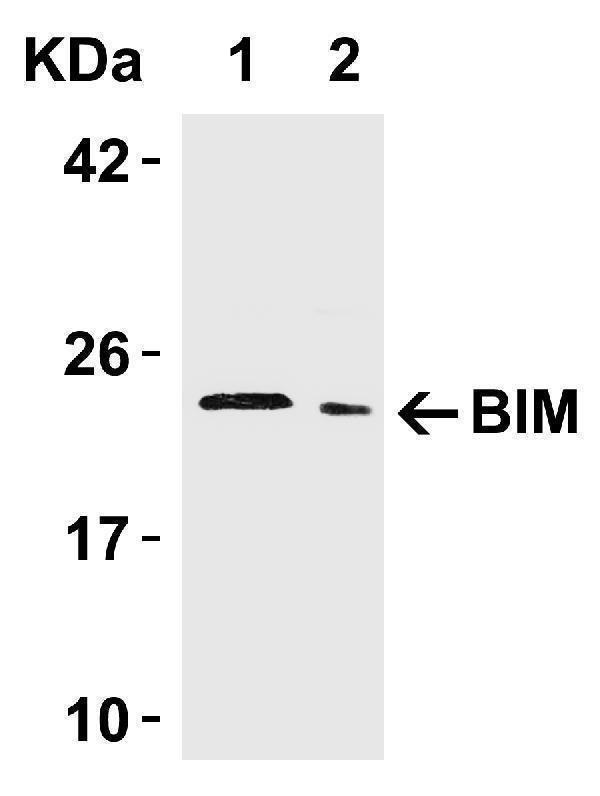 Western Blot Validation in Human Tissue
Loading: 15 μg of lysates per lane