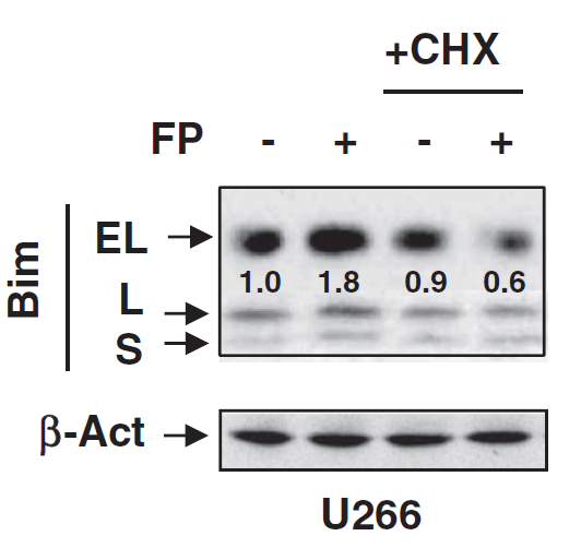a01552 bcl2l11 primary antibodies wb testing 8