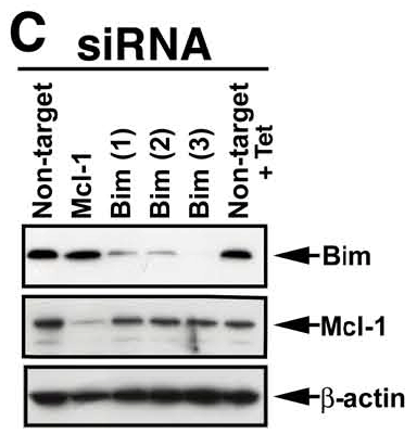 a01552 bcl2l11 primary antibodies wb testing 9