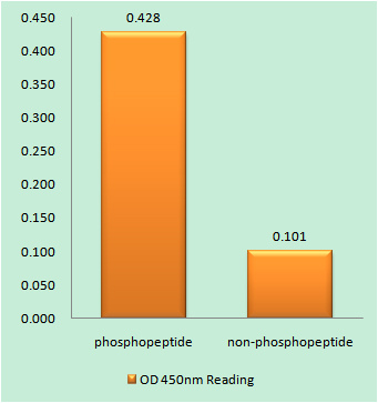 Enzyme-Linked Immunosorbent Assay (Phospho-ELISA) for Immunogen Phosphopeptide (Phospho-left) and Non-Phosphopeptide (Phospho-right), using BIM (Phospho-Ser59) Antibody
