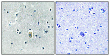 Immunohistochemical analysis of paraffin-embedded Human brain