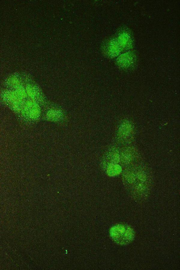 a01554 1 smc6l1 primary antibodies if testing 6