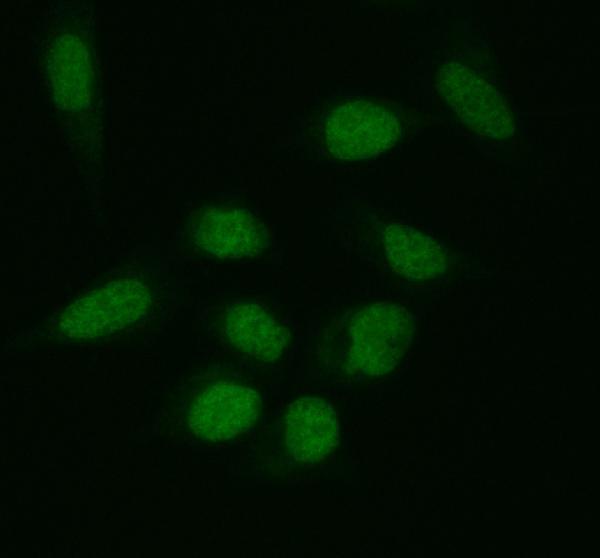 a01555 1 phip primary antibodies if testing 1