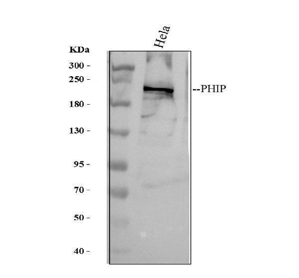 a01555 1 phip primary antibodies wb testing 1