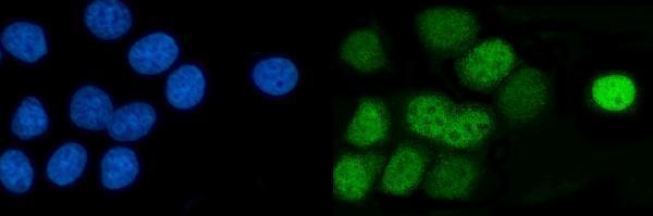 a01558 2 tfap2c primary antibodies if testing 4