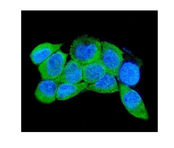 a01559 irak2 primary antibodies if testing 5