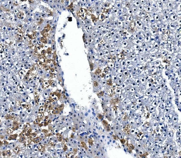  IHC analysis of IRAK2 using anti-IRAK2 antibody (A01559)