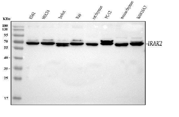 Western blot analysis of IRAK2 using anti-IRAK2 antibody (A01559)