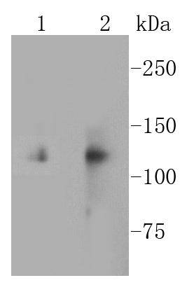 a01561 1 itgav primary antiboties wb testing 1