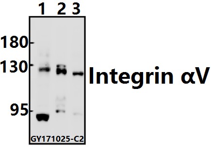 Western blot (WB) analysis of Integrin αV (P804) pAb at 1:1000 dilution
Lane1:HEK293T whole cell lysate(40ug)
Lane2:C6 whole cell lysate(20ug)
Lane3:CT26 whole cell lysate(40ug)