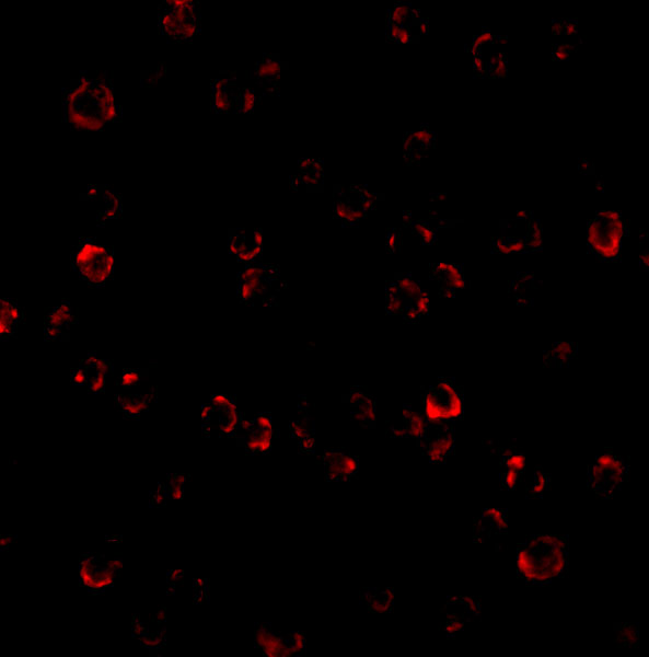 a01563 1 antxr1 primary antibodies if testing 3