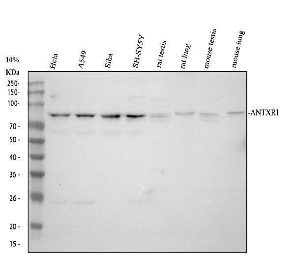 a01563 2 antxr1 primary antibodies wb testing 1_1