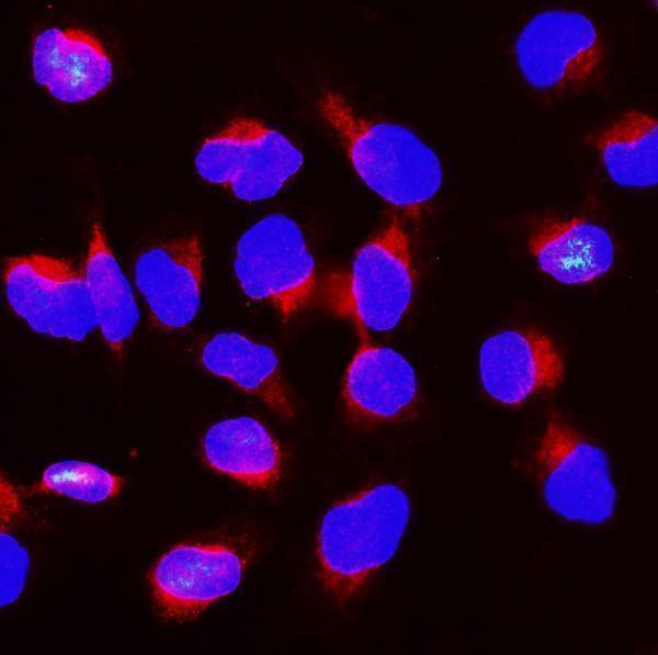 a01564 1 bub1b primary antibodies if testing 7