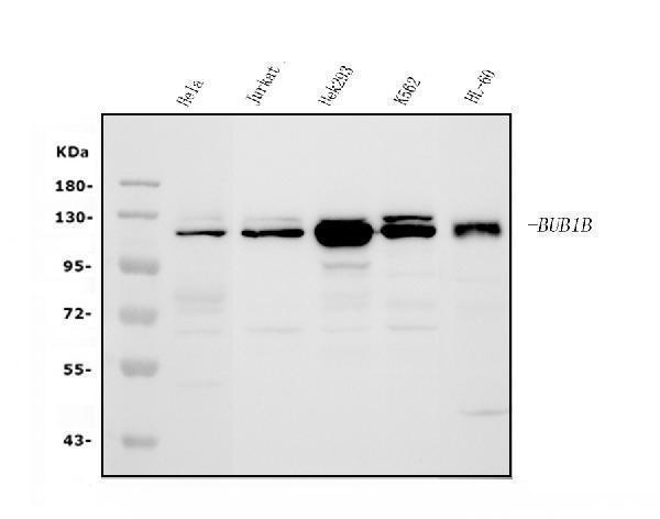  Western blot analysis of BubR1/BUB1B using anti-BubR1/BUB1B antibody (A01564-1)