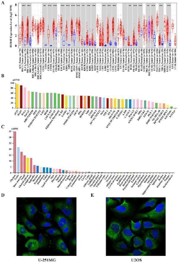 Pan-cancer analysis of BUB1B expression