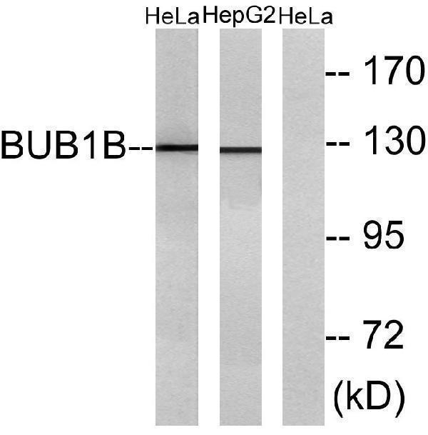 a01564 bub1b primary antibodies wb testing 1