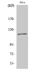 a01564 bub1b primary antibodies wb testing 2