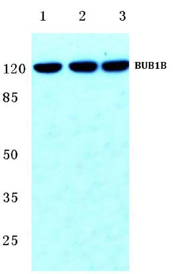 Western blot (WB) analysis of BUB1B (T368) polyclonal antibody at 1:500 dilution
Lane1:HEK293T cell lysate
Lane2:Raw264