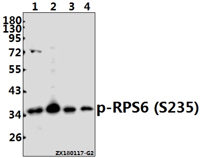 a01567s235 rps6 primary antiboties wb testing 1