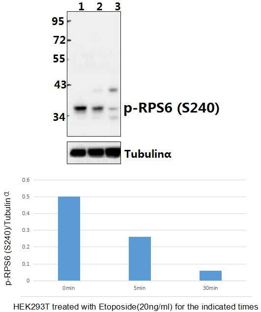 a01567s240 rps6 primary antiboties wb testing 3