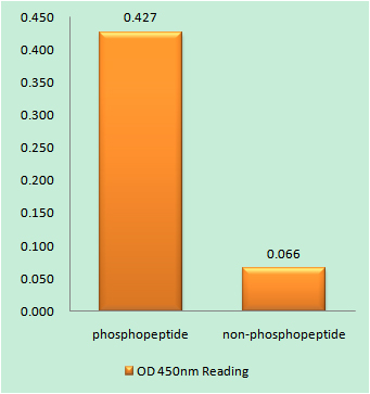 a01567s6s235 rps6 primary antibodies elisa testing 1