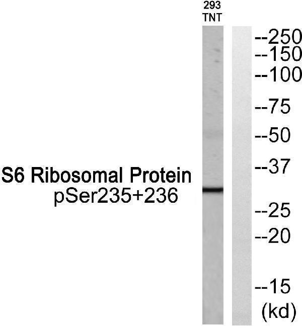 a01567s6s235s236 rps6 primary antibodies wb testing 2