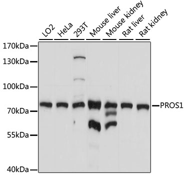 a01568 pros1 primary antiboties wb testing 1
