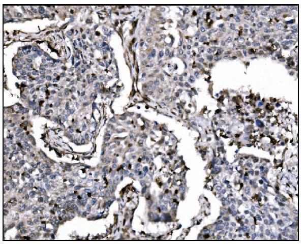 a01569 1 fosb primary antibodies ihc testing 1