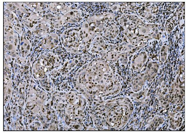 a01569 1 fosb primary antibodies ihc testing 2