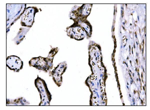 a01569 1 fosb primary antibodies ihc testing 4
