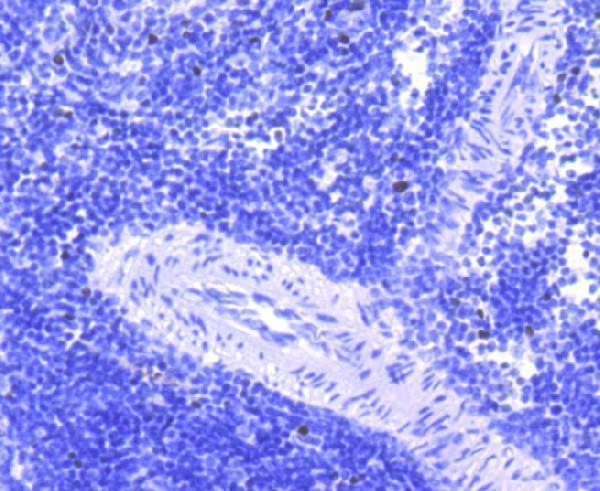 Immunohistochemical analysis of paraffin-embedded rat spleen tissue using anti-FosB antibody