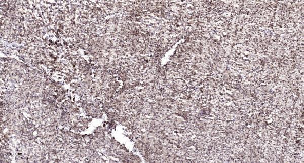 a01569s27 fosb primary antibodies ihc testing 3