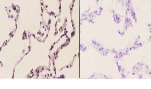 a01571y85 aifm1 primary antiboties ihc testing 3