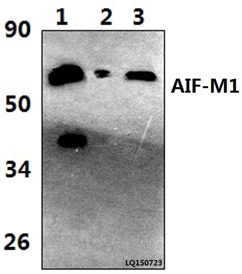 a01571y85 aifm1 primary antiboties wb testing 1