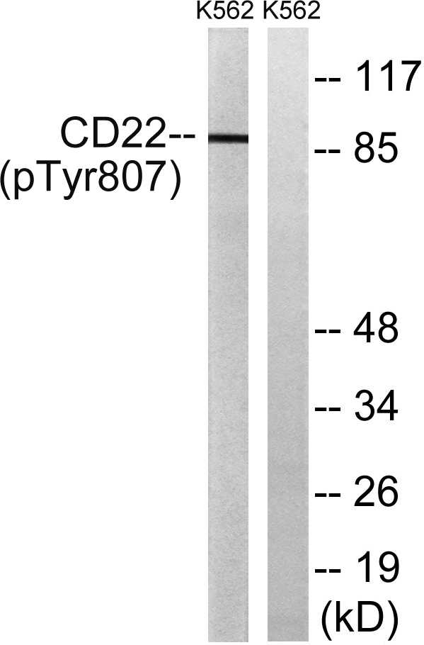 a01572y807 cd22 primary antibodies wb testing 2