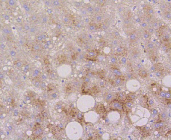 a01573 2 lamp2 primary antiboties ihc testing 2