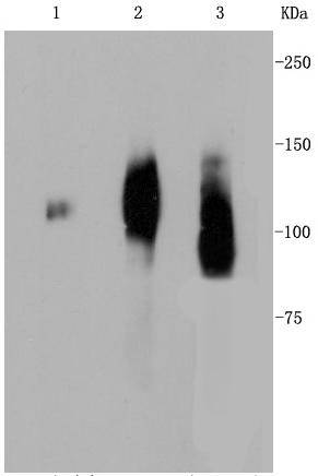 a01573 2 lamp2 primary antiboties wb testing 1