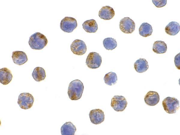 a01573 lamp2 primary antibodies icc testing 2