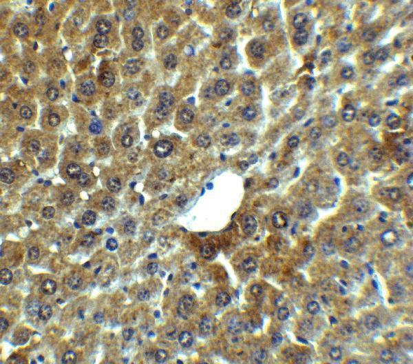 a01573 lamp2 primary antibodies ihc testing 3
