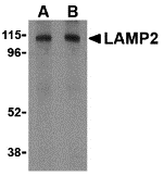 a01573 lamp2 primary antibodies wb testing 1