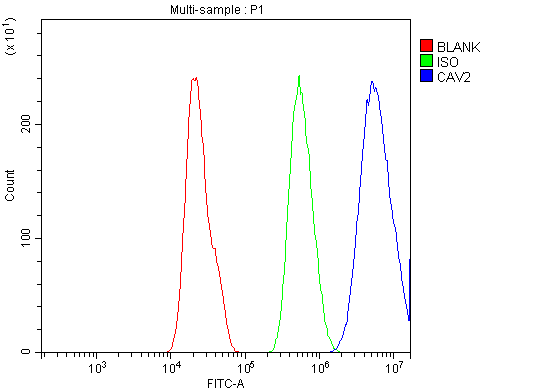 a01574 cav2 primary antibodies fcm testing 8