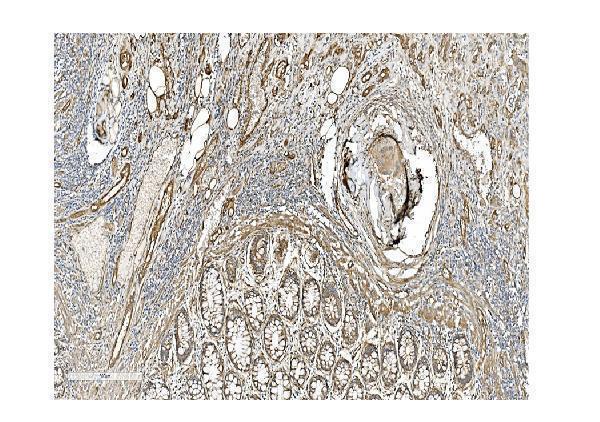 a01574 cav2 primary antibodies ihc testing 2