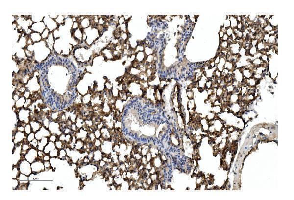 a01574 cav2 primary antibodies ihc testing 3