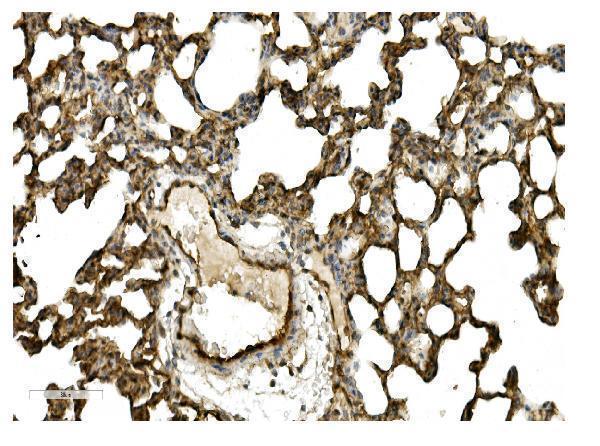 a01574 cav2 primary antibodies ihc testing 4