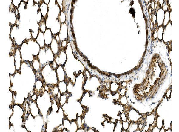 a01574 cav2 primary antibodies ihc testing 5