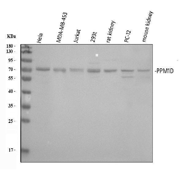 a01576 1 ppm1d primary antibodies wb testing 1_1