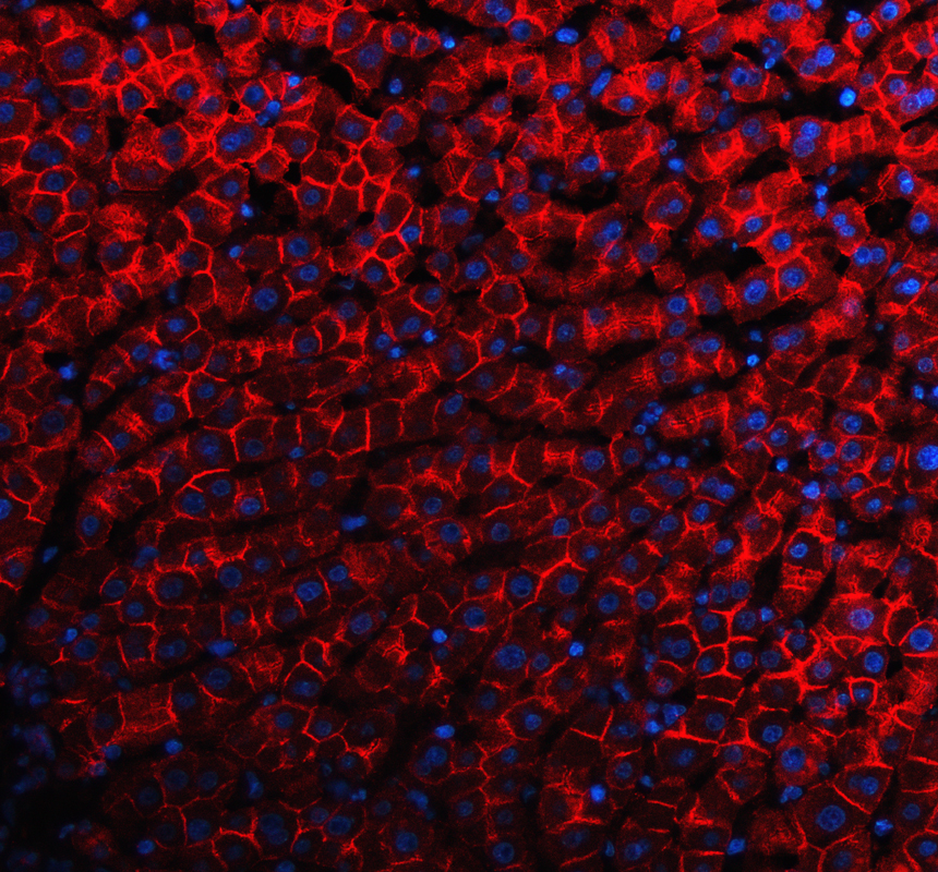 a01577 3 cdh2 primary antibodies if testing 2